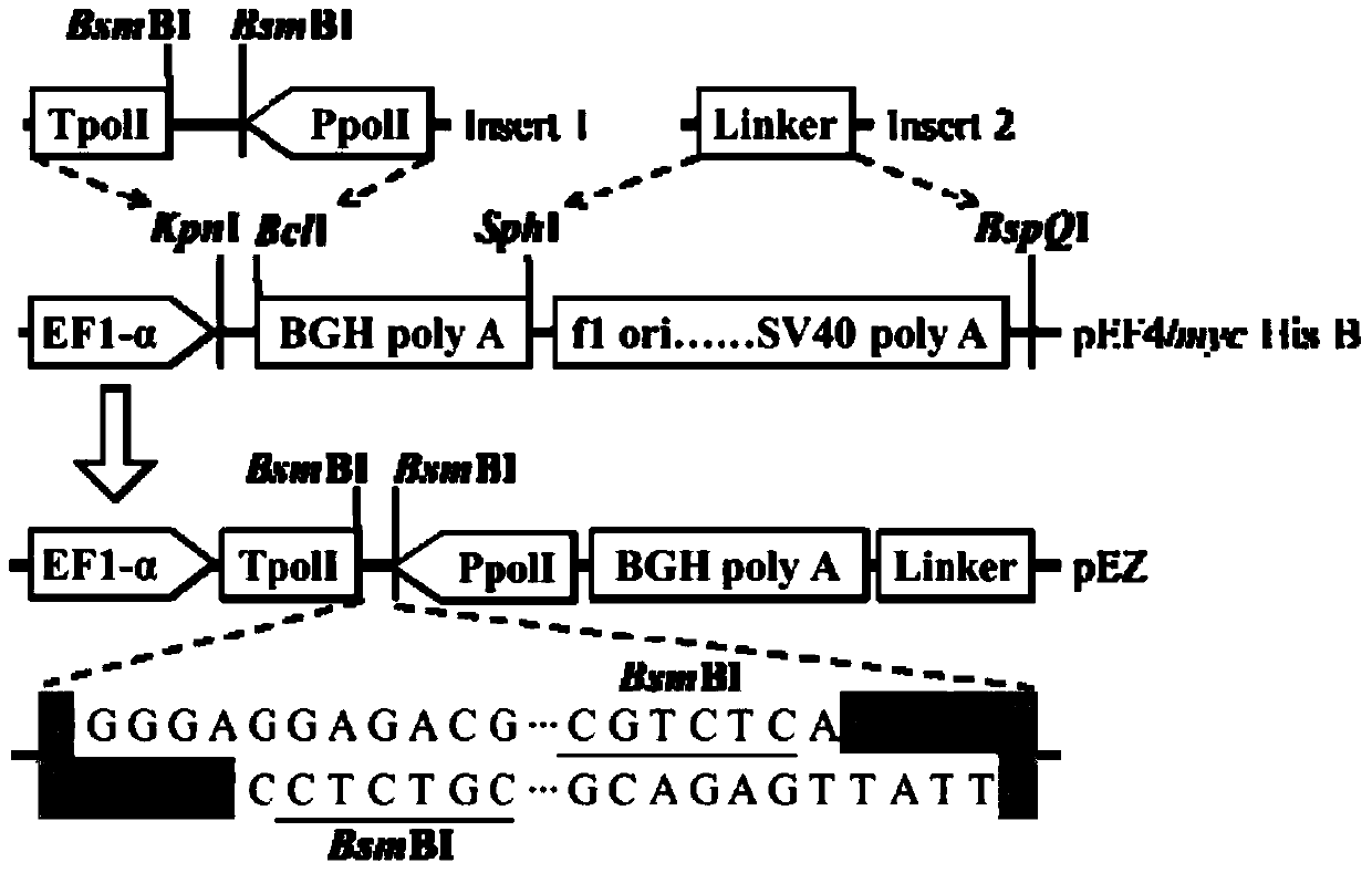 A Bidirectional Transcription/Expression Plasmid and Its Application in Influenza Virus Reverse Genetics