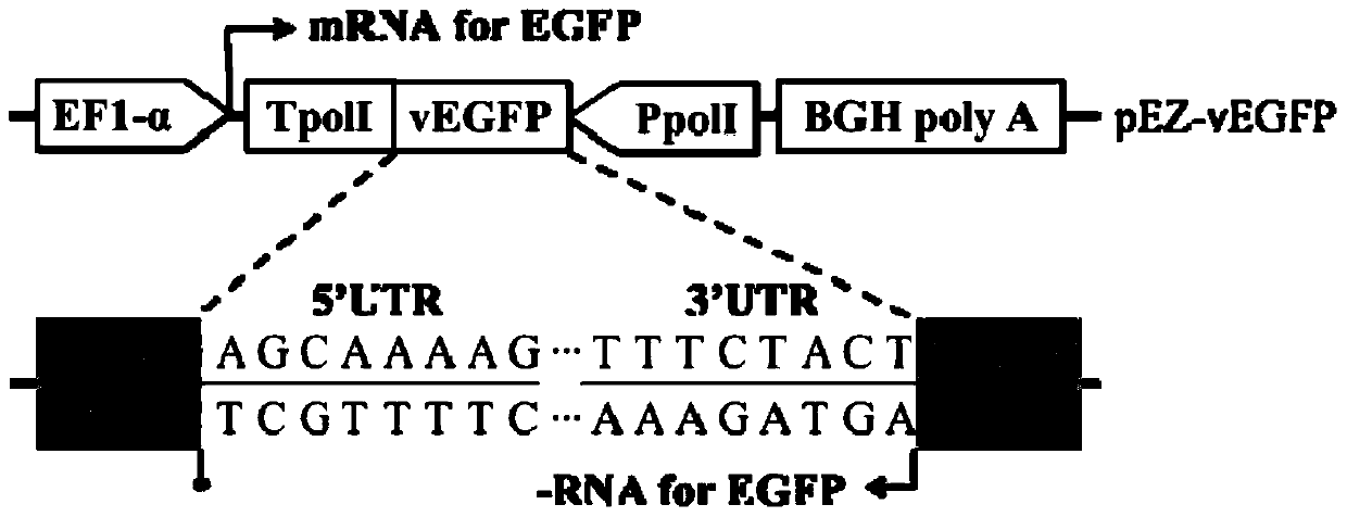 A Bidirectional Transcription/Expression Plasmid and Its Application in Influenza Virus Reverse Genetics