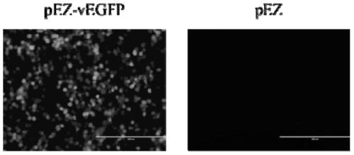 A Bidirectional Transcription/Expression Plasmid and Its Application in Influenza Virus Reverse Genetics