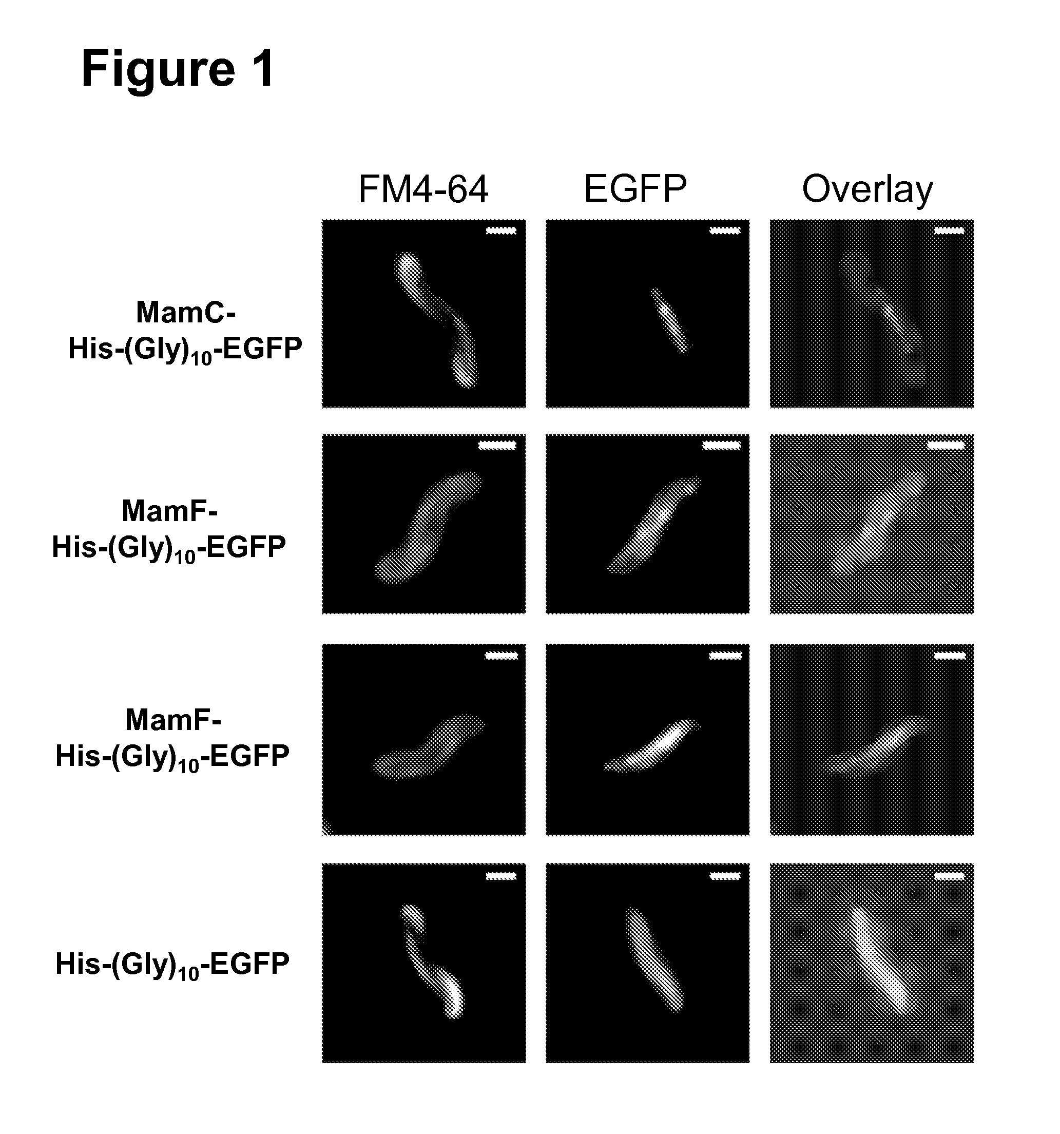 Method for the recombinant production of magnetic nanoparticles