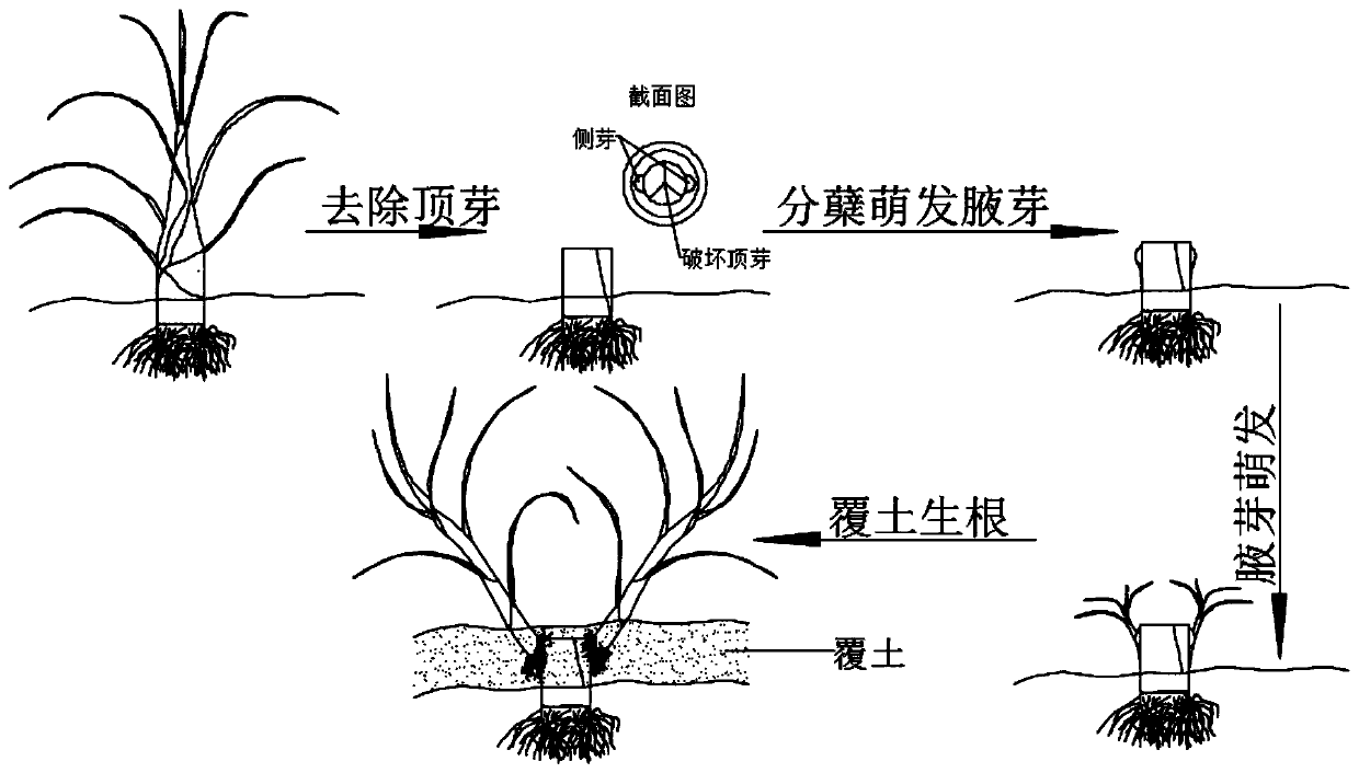 Sugarcane tissue culture seedling outdoor proliferation method