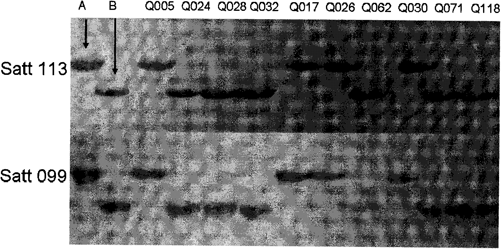 Method for assistantly sieving soybean with lower plant height and special primer thereof