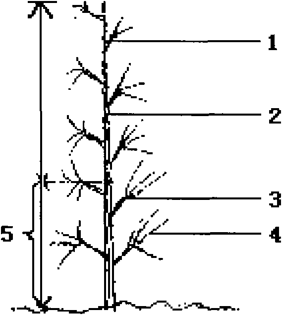 Method for pruning and breeding tree cuttage cuttings