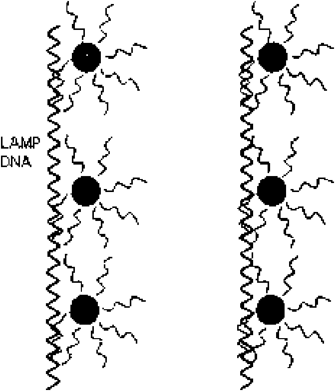 Method for detecting product of loop-mediated isothermal amplification