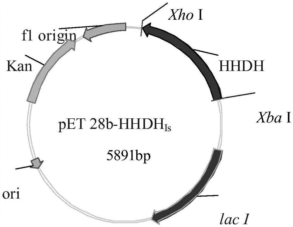 Recombinant halohydrin dehalogenase, encoding gene, vector, engineering bacteria, and applications of recombinant halohydrin dehalogenase