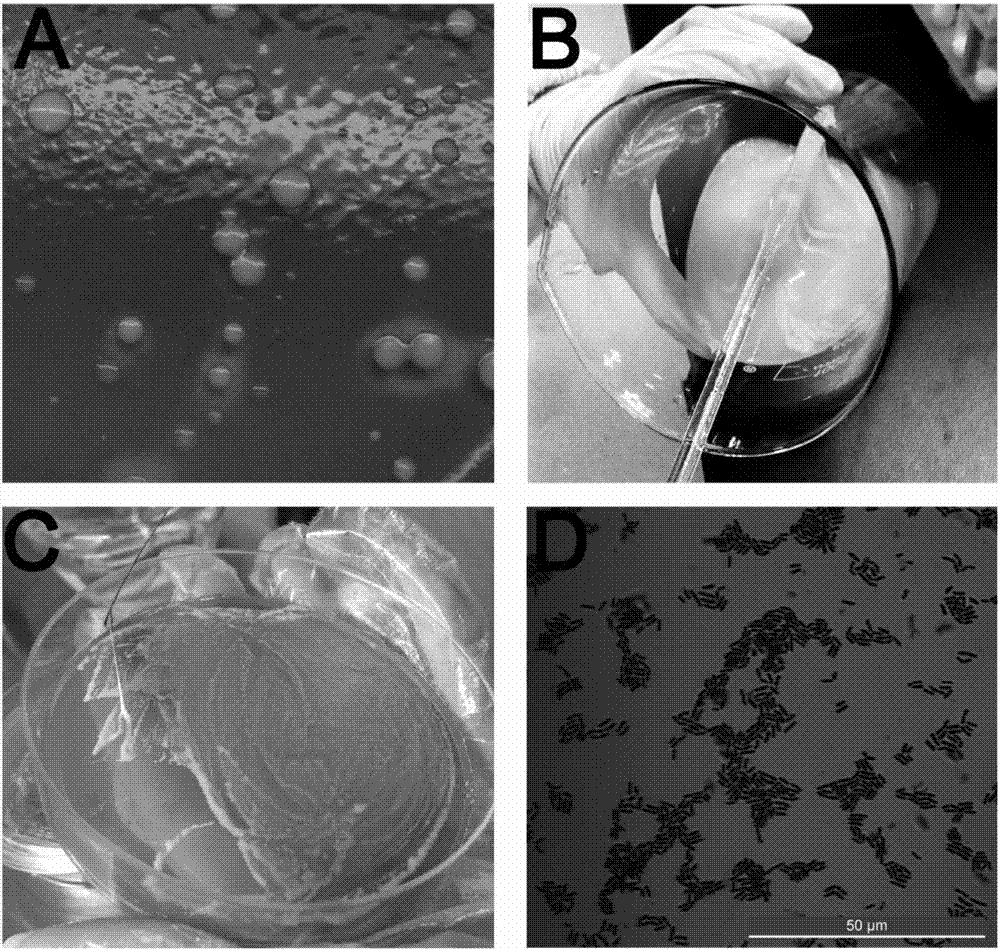 Lactobacillus plantarum strain capable of producing extracellular polysaccharide