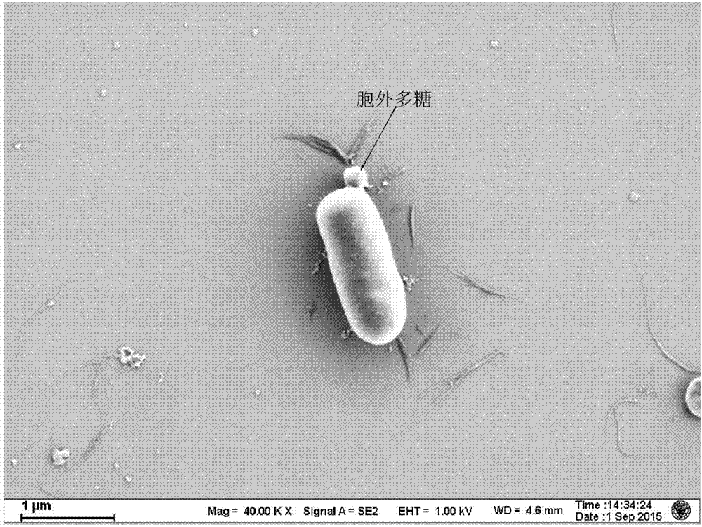 Lactobacillus plantarum strain capable of producing extracellular polysaccharide