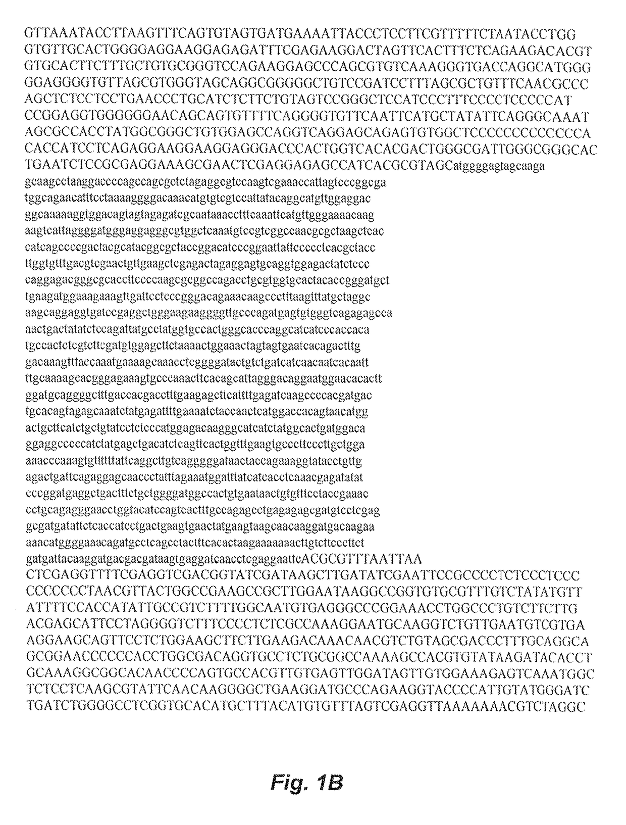 Transgenic mouse having a transgene that converts a prodrug into a cytotoxic compound in senescent cells