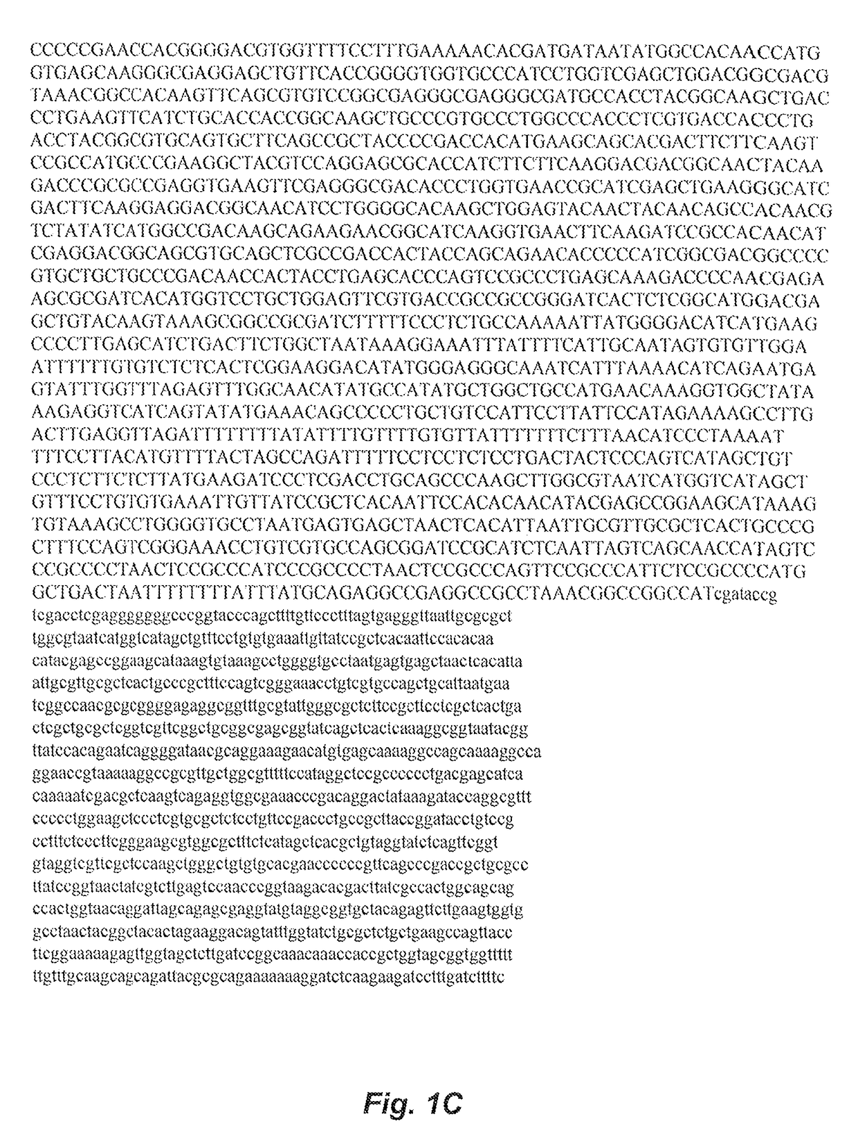 Transgenic mouse having a transgene that converts a prodrug into a cytotoxic compound in senescent cells