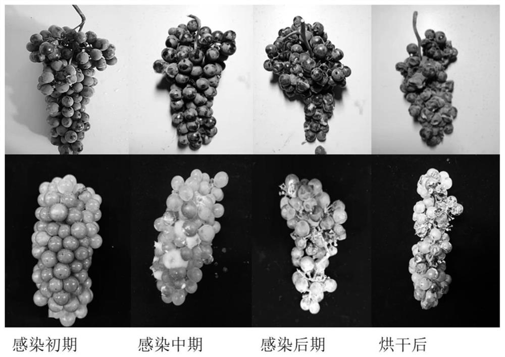 Brewing method of pink botrytis cinerea wine