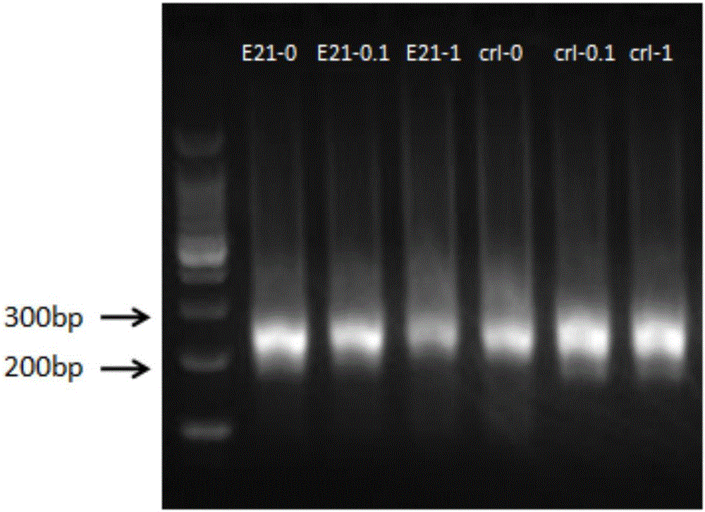 Label joint for detection of ultra-low-frequency gene mutation and application of label joint