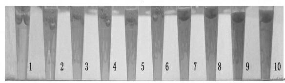 Method and kit for rapidly detecting drug resistance of housefly to dimethyl dichloroviny phosphate (DDVP)