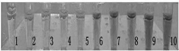 Method and kit for rapidly detecting drug resistance of housefly to dimethyl dichloroviny phosphate (DDVP)