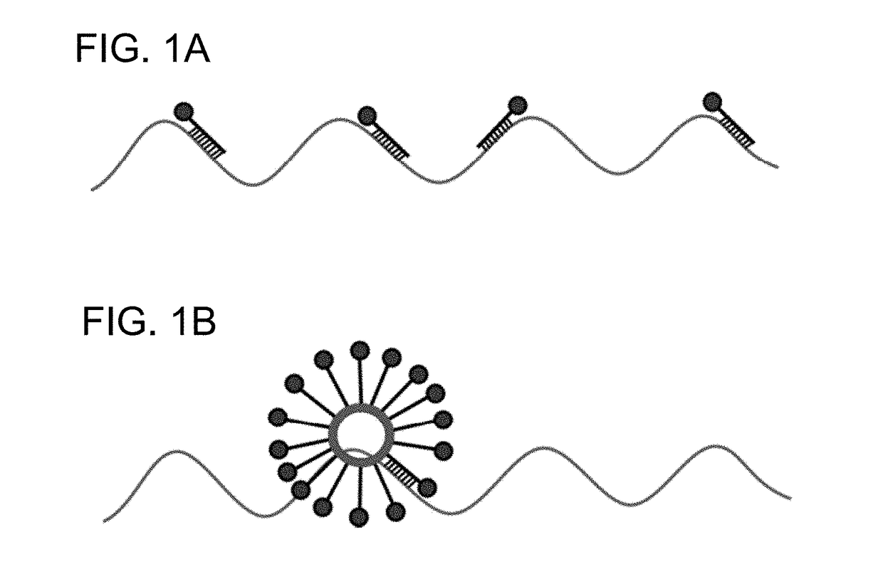 Spherical nucleic acids (SNA) flare based fluorescence in situ hybridization