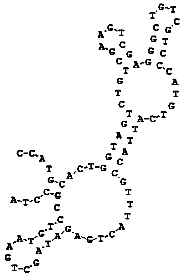 Nucleic acid aptamer for combining cholera enterotoxin subunit B and application thereof