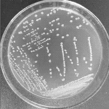 Screening and identification and application of bacillus for efficiently degrading phthalate