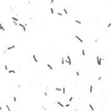 Screening and identification and application of bacillus for efficiently degrading phthalate