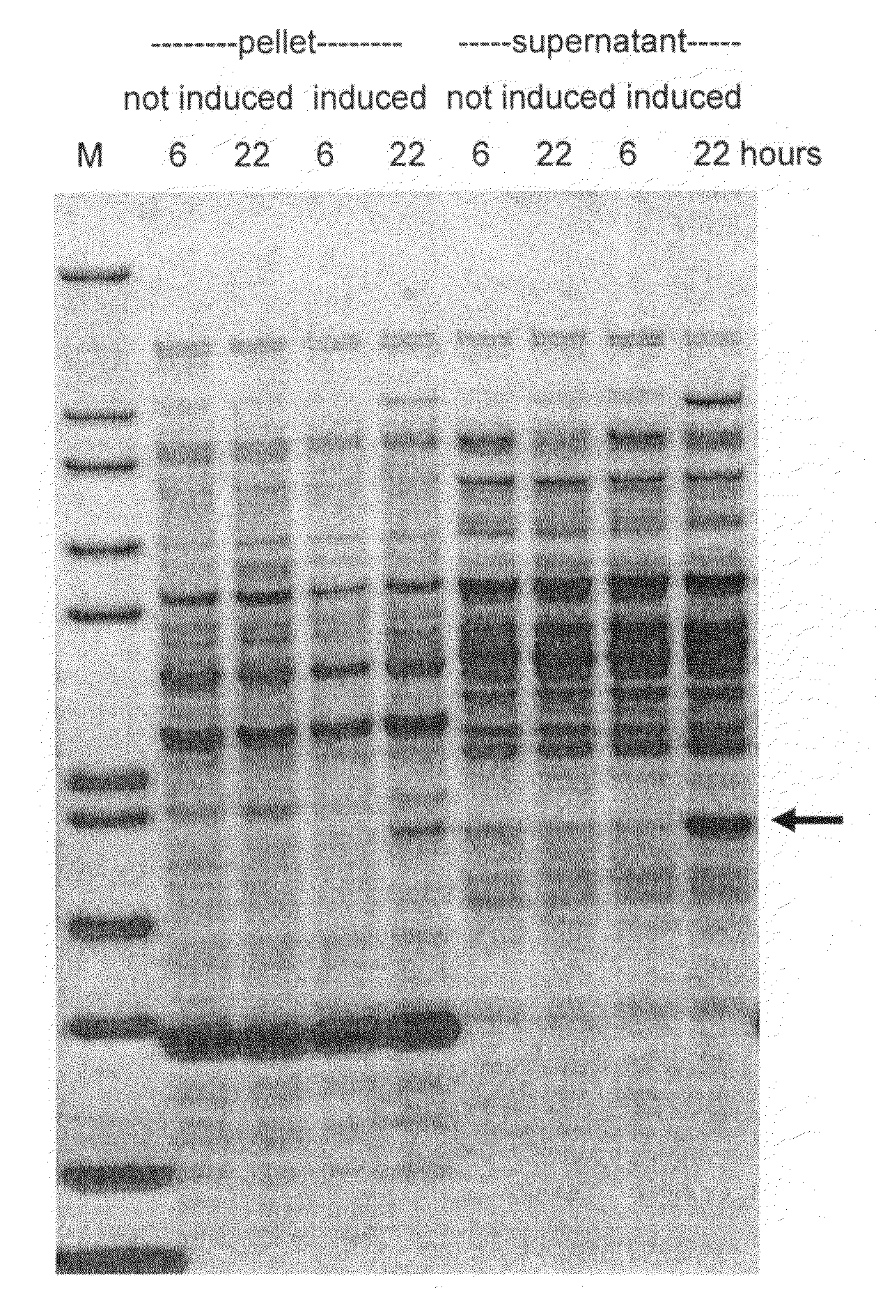 Melibiose Operon Expression System