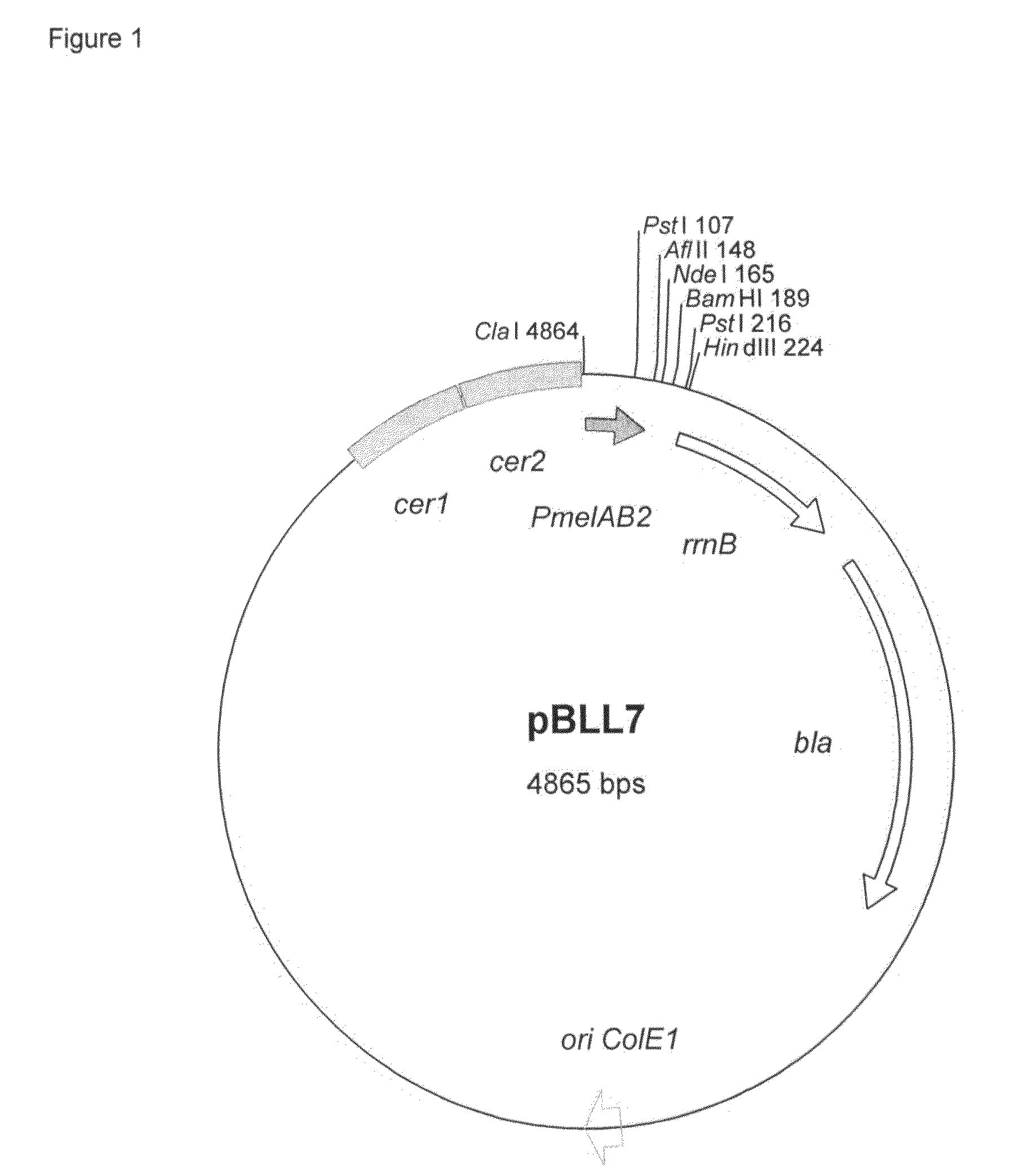 Melibiose Operon Expression System