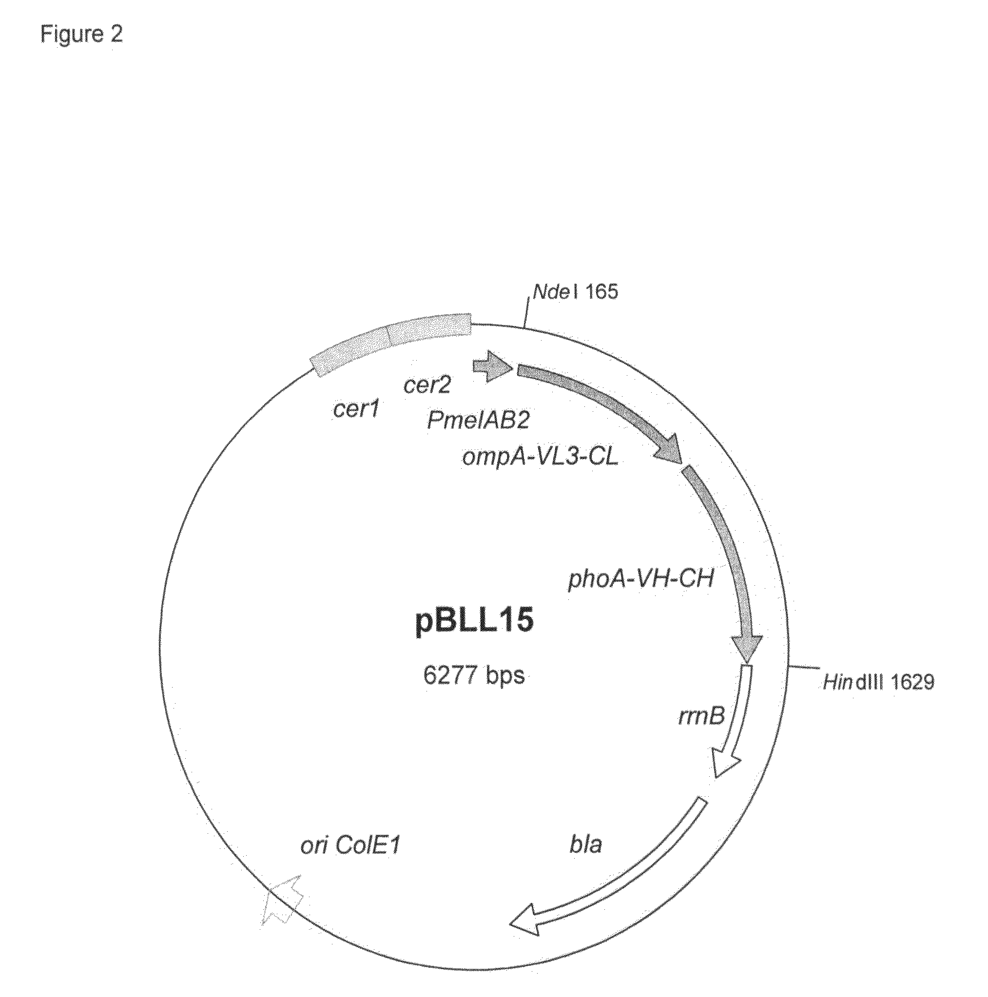 Melibiose Operon Expression System