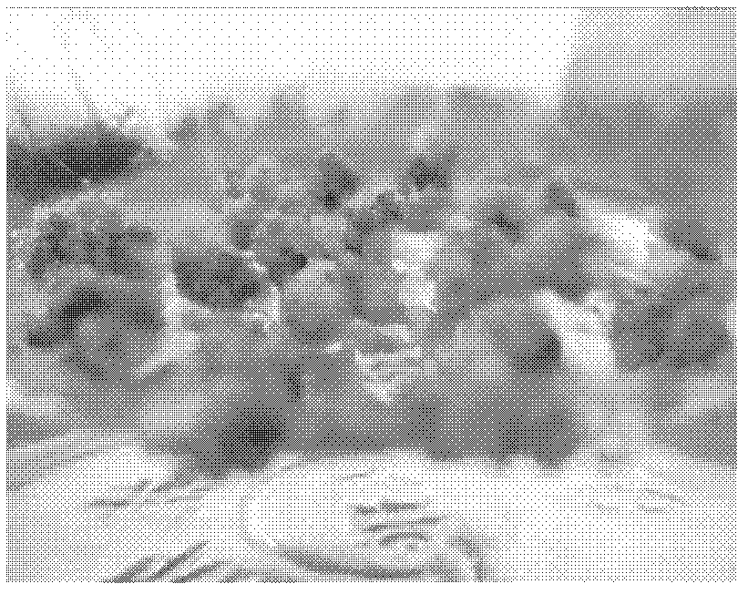 Method for inducing differentiation seedling of manilagrass callus