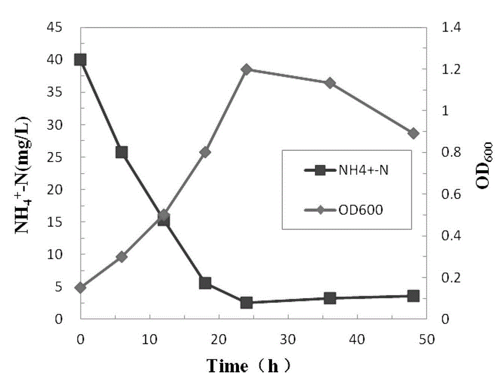 High-saline biological denitrification salinivibrio strain and application thereof in wastewater treatment