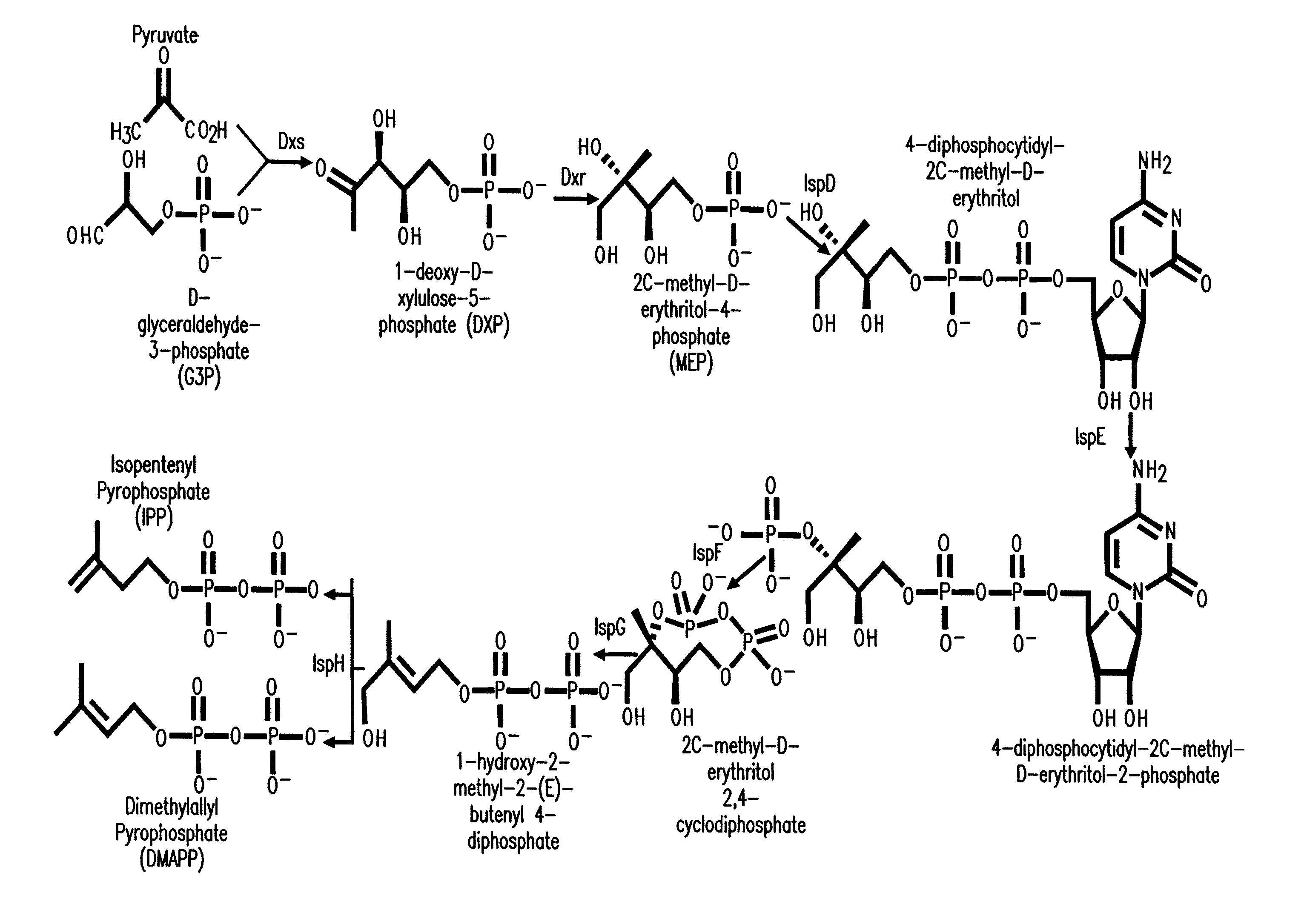 Production of isoprenoids