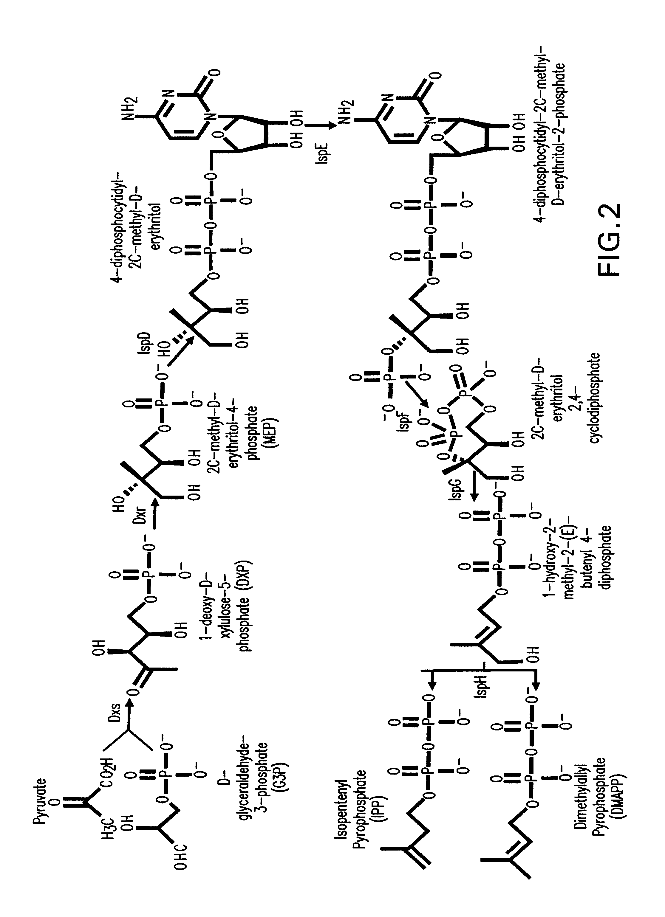 Production of isoprenoids