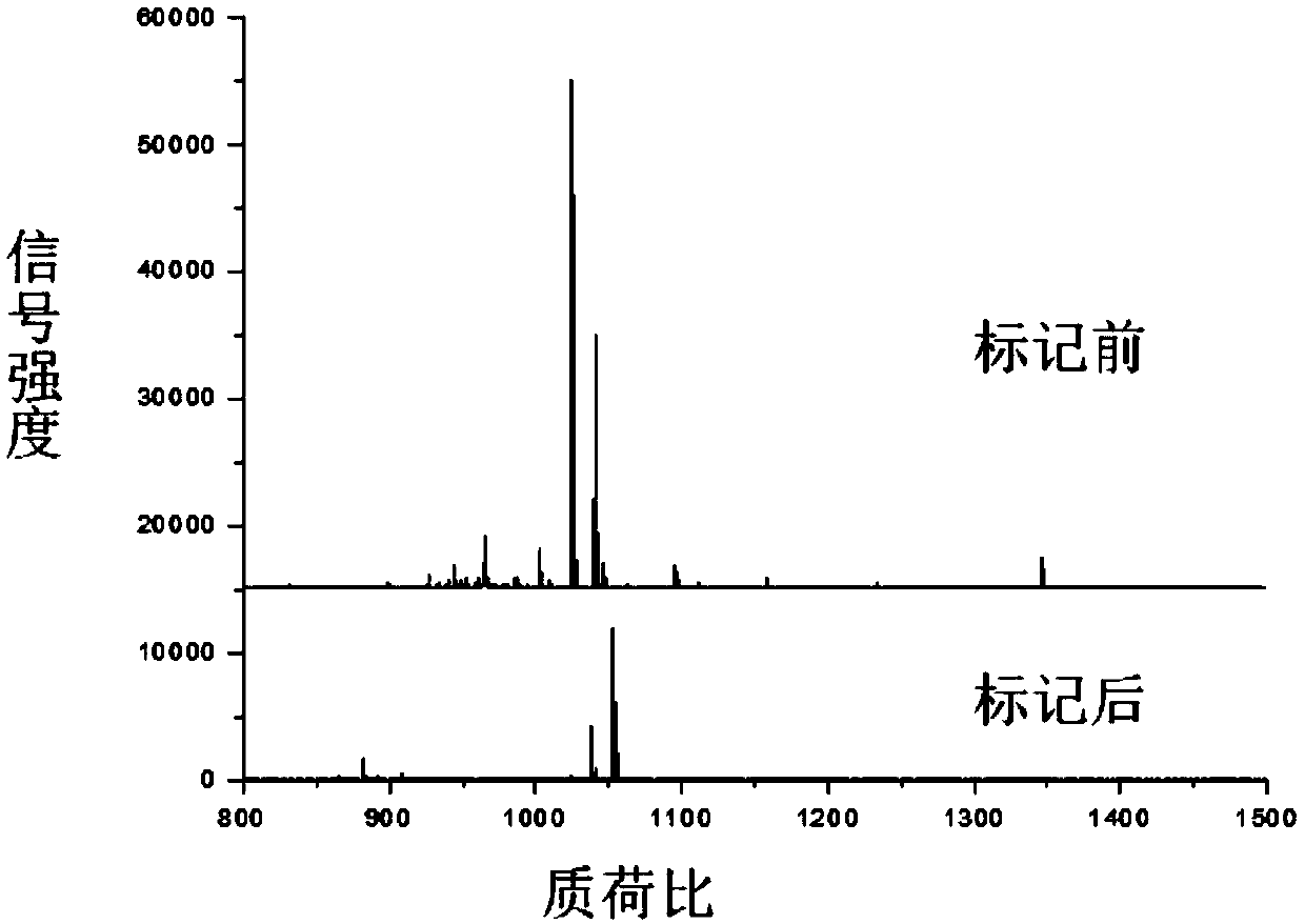 Method for improving mass spectrum fragmentation efficiency and response based on peptide fragment C-terminal chemical derivation