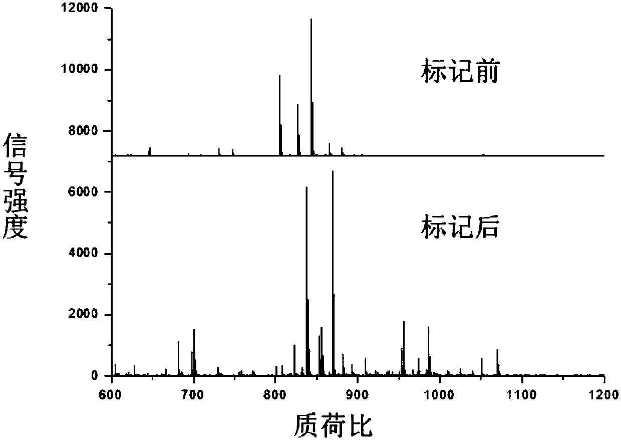 Method for improving mass spectrum fragmentation efficiency and response based on peptide fragment C-terminal chemical derivation