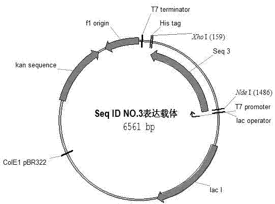 Artificially synthesized gene of encoding thymidine phosphorylase protein, and application of gene