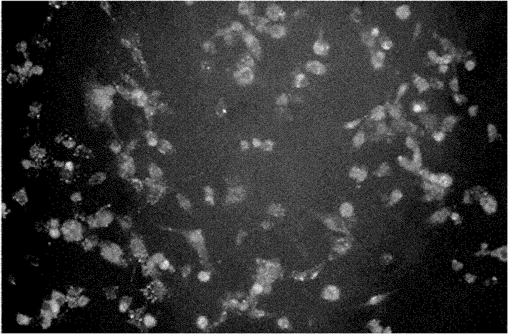 Antisense oligonucleotide for human miR-431 and application thereof