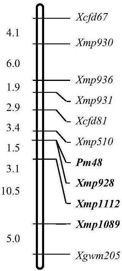 Method for developing molecular marker interlocked with specific chromosome region of wheat