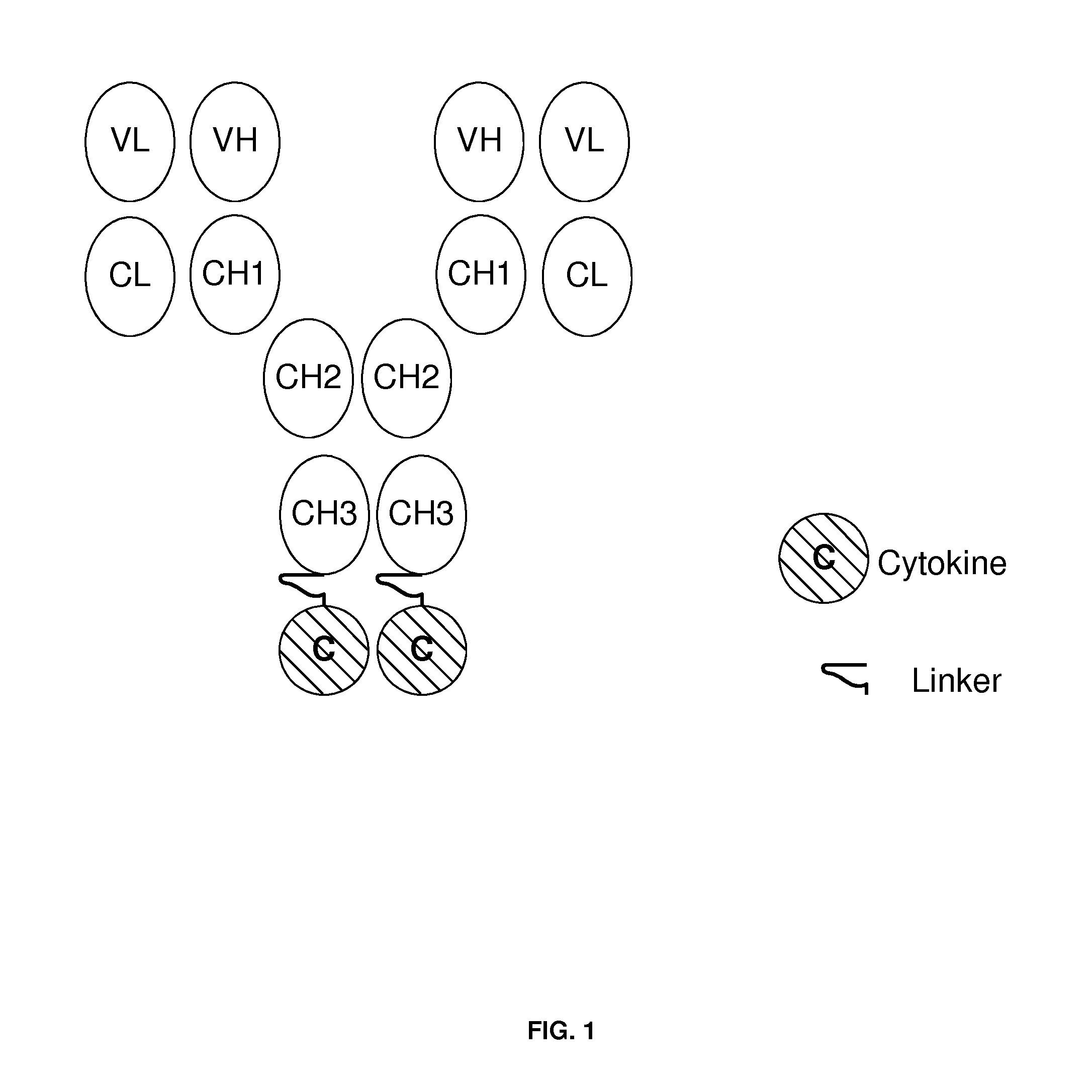 Engineered antibody-interferon fusion molecules for treatment of autoimmune diseases