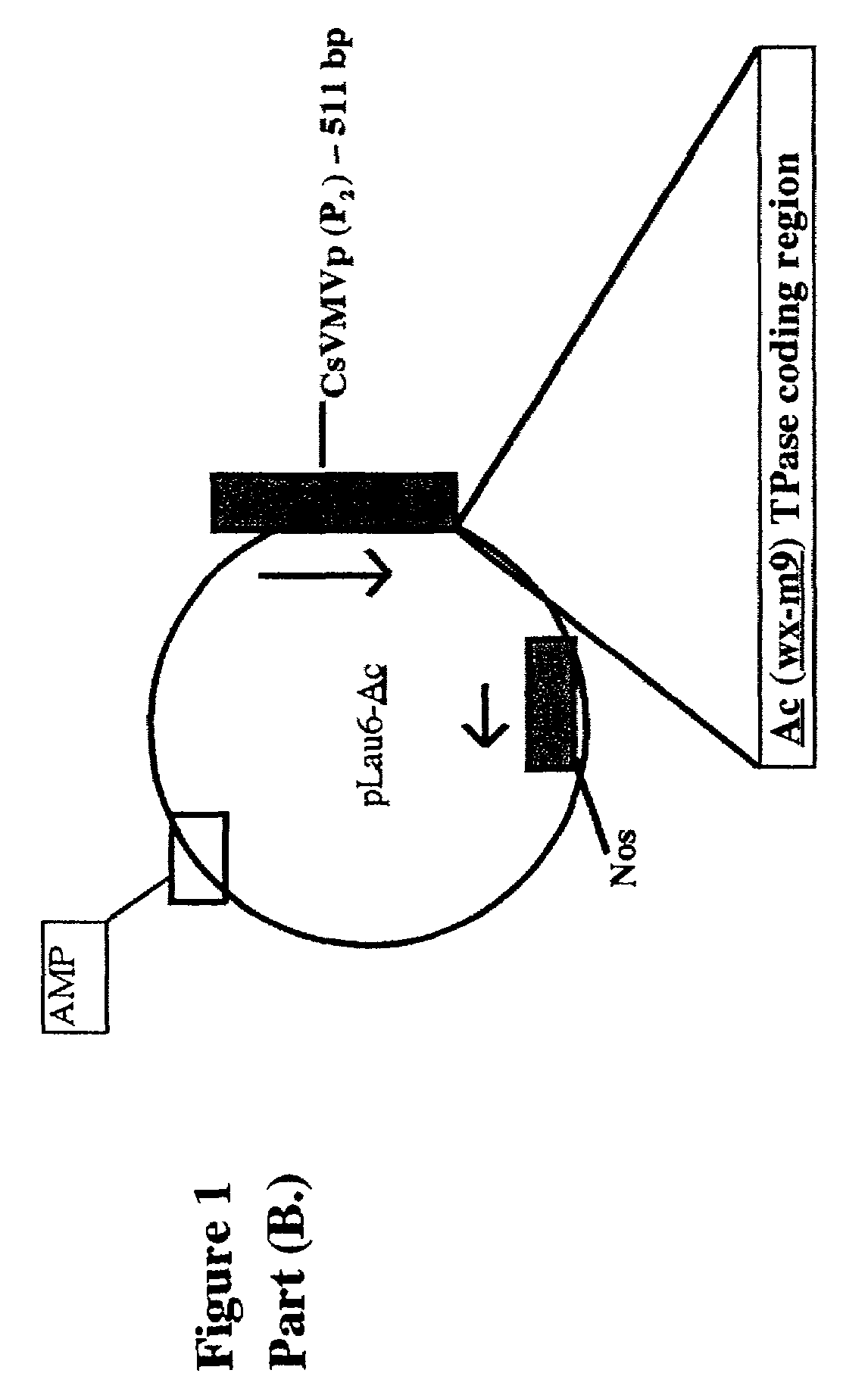 Use of transposable elements for altering gene expression