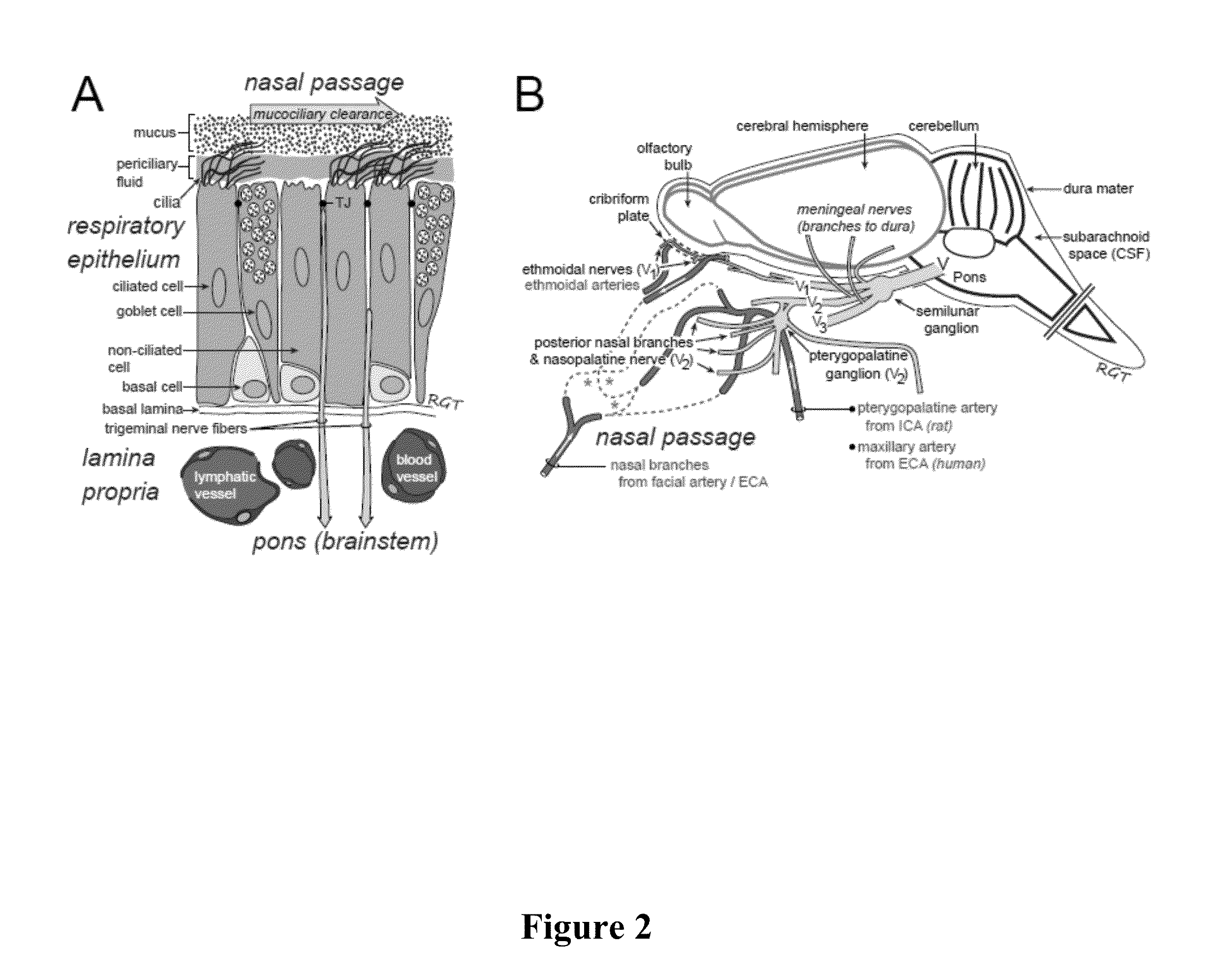 Methods and Compositions for Enhancing Intranasal Delivery of Therapeutic Agents