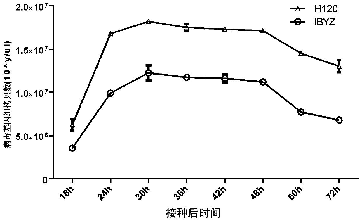 Avian infectious bronchitis virus IBYZ and application thereof