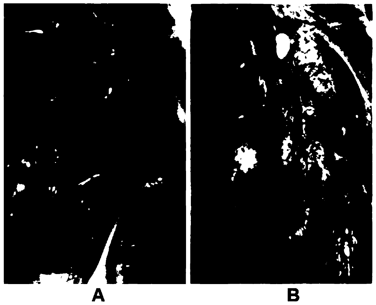 Avian infectious bronchitis virus IBYZ and application thereof