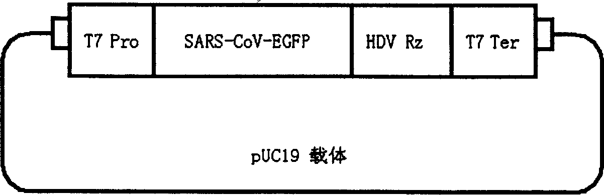 Screening non-infective virus recombinant gene SARS-Cov-EGFP for medicine of anti-SARS coronavirus