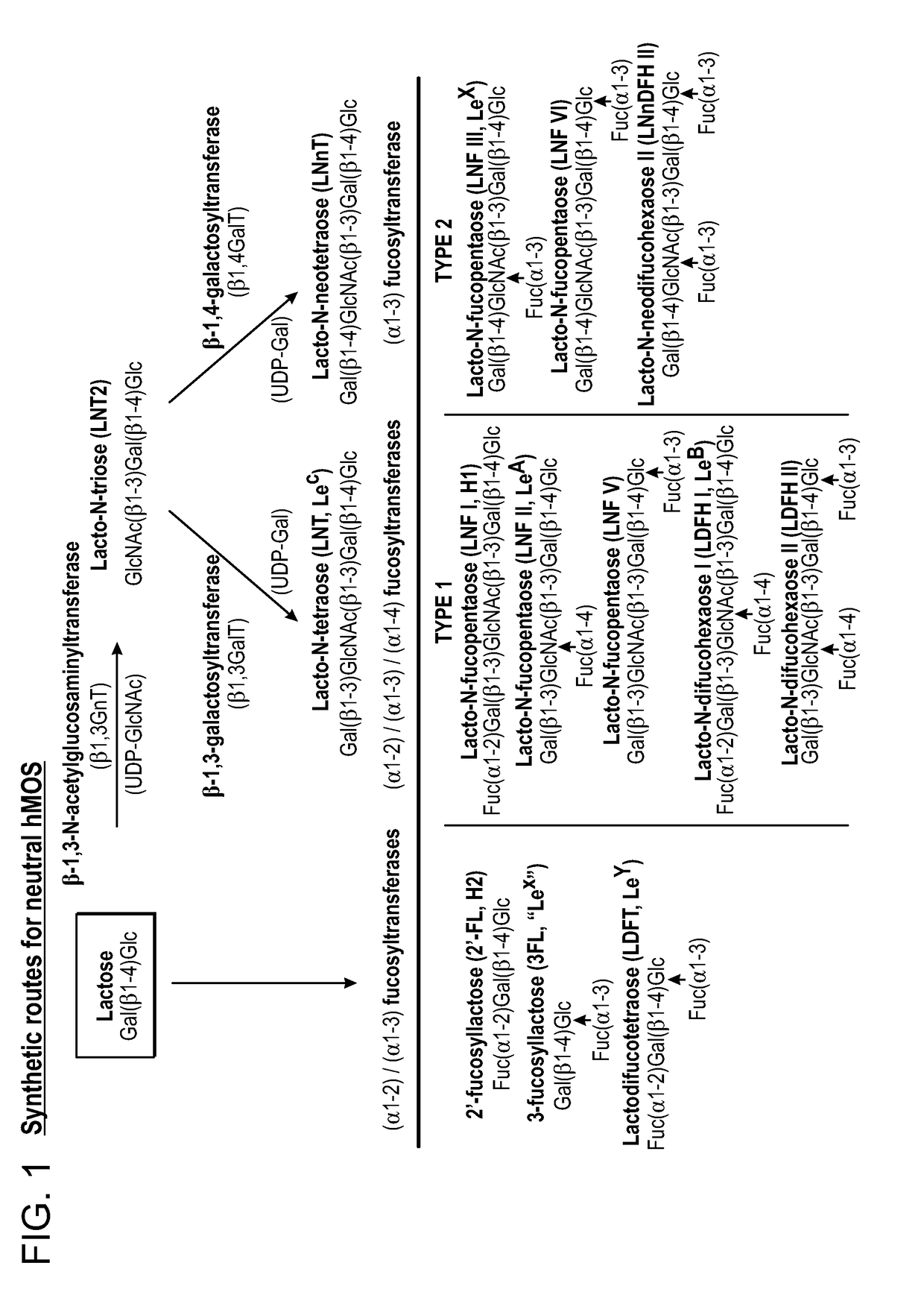 Alpha (1,3) Fucosyltransferases For Use In The Production of Fucosylated Oligosaccharides