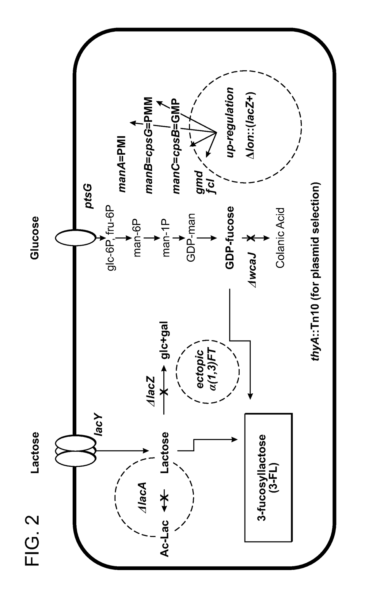 Alpha (1,3) Fucosyltransferases For Use In The Production of Fucosylated Oligosaccharides