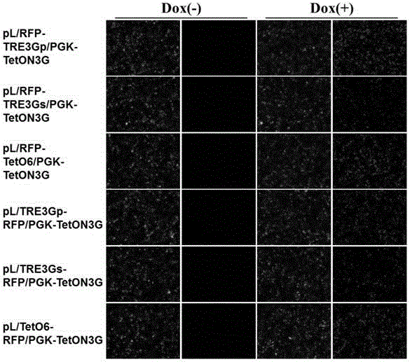 Tetracycline slow virus inducible expression vector as well as building method and application thereof