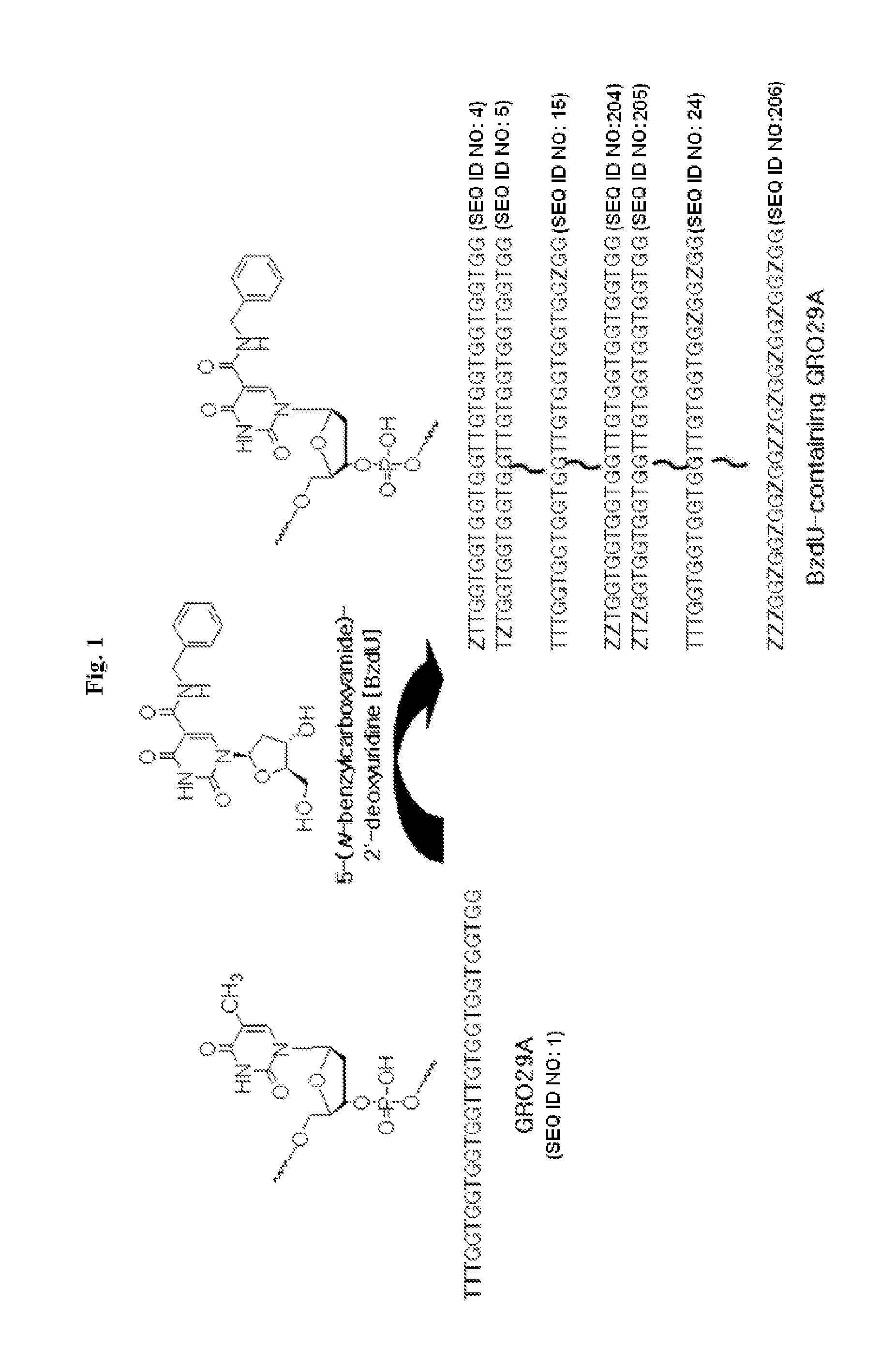 Nucleolin specific aptamer and use thereof