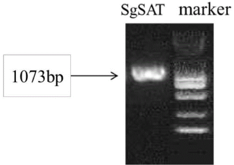 Suaeda salsa saline-alkaline tolerance gene and application thereof