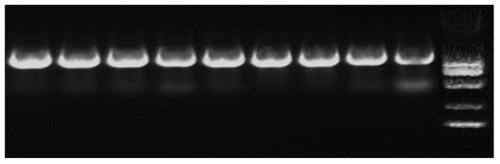 Suaeda salsa saline-alkaline tolerance gene and application thereof