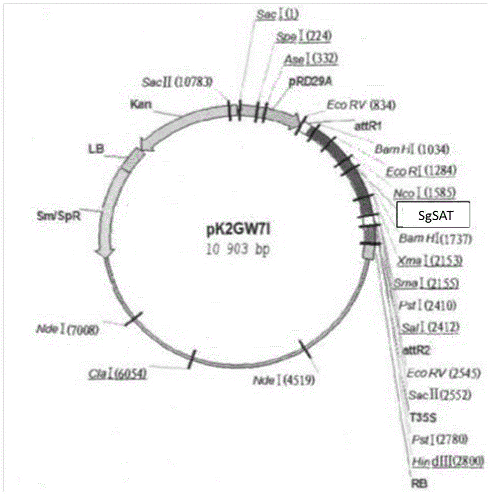 Suaeda salsa saline-alkaline tolerance gene and application thereof