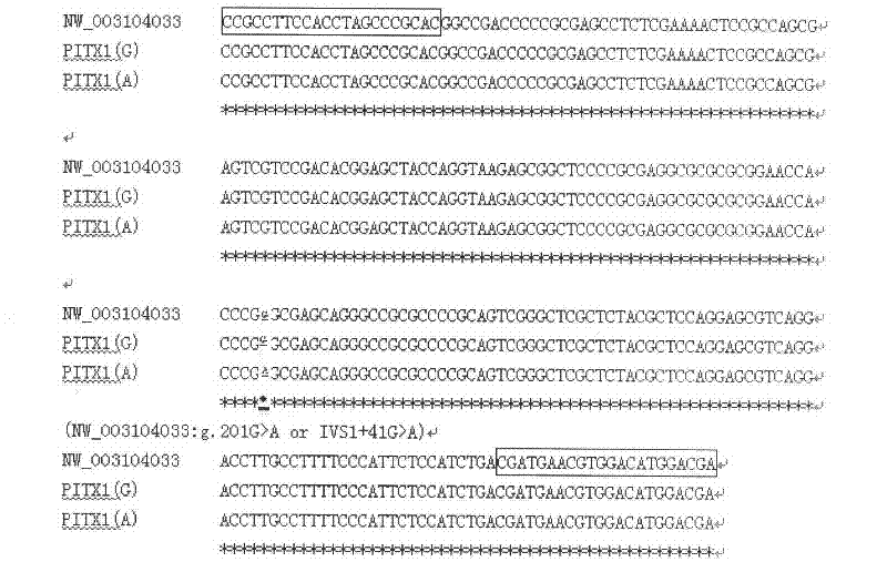 Single nucleotide polymorphic locus of milk goat PITX1 gene, and detection method and application of single nucleotide polymorphic locus