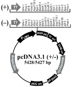 Method for preparing recombinant novel coronavirus Spike protein