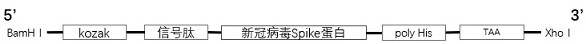 Method for preparing recombinant novel coronavirus Spike protein