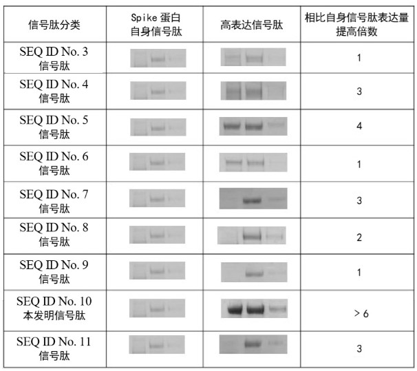 Method for preparing recombinant novel coronavirus Spike protein